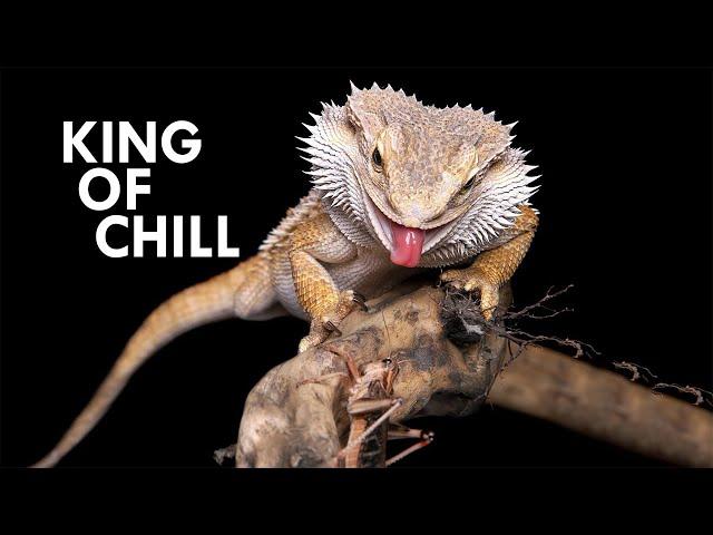 Bearded Dragon: The King of Chill