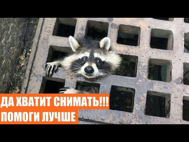 ДИКО СМЕШНЫЕ ЕНОТЫ / ЕНОТЫ ВОРУЮТ ЕДУ / НОВЫЕ ПРИКОЛЫ ДЛЯ ХОРОШЕГО НАСТРОЕНИЯ