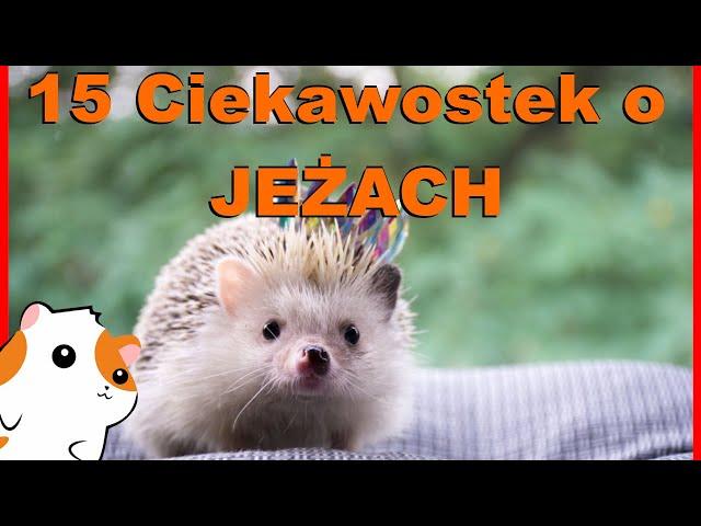 15 Ciekawostek o JEŻACH! Czy jeże jedzą JABŁKA? Jeż pigmejski i Europejski! Informacje o hodowli