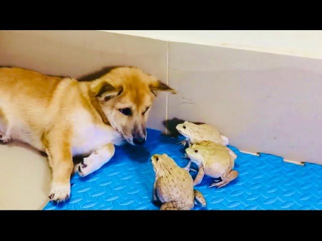 Bullfrog angry with dog, screaming frog