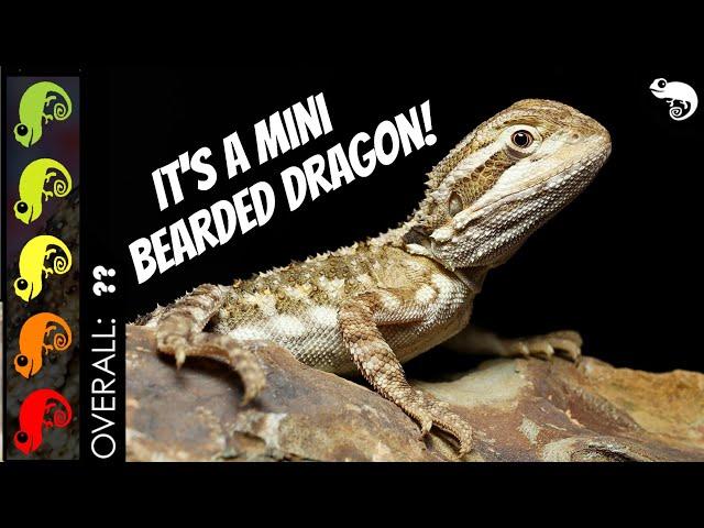 Rankin's Dragon, The Best Pet Lizard?