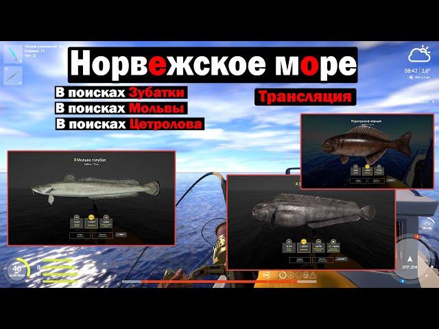 Норвежское море • Центролоф • в поисках мольвы •  в поисках зубатки • Русская Рыбалка 4 • Трансляция