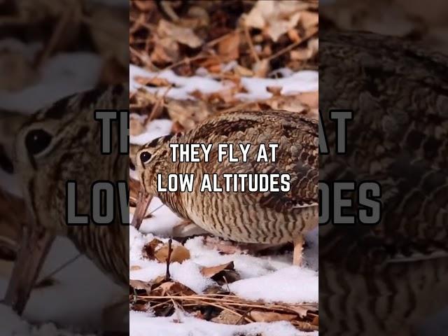 The American Woodcock: Nature's Slowest Flying Bird!