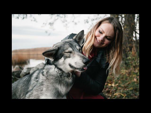 Волчья собака Саарлоса. Саарлосский вольфхунд. Saarlooswolfdog.