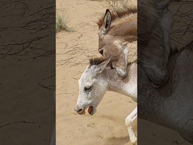 #donkey #animals #youtubeshorts #pets #nature #shortsviral