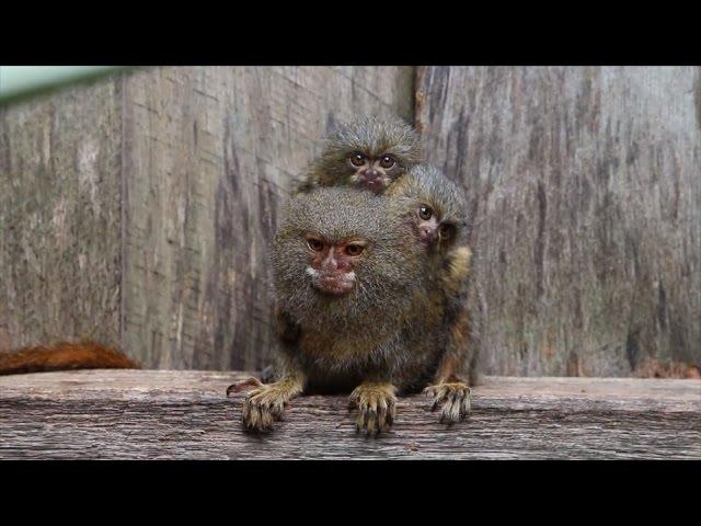 Family of Marmoset Monkeys Reunited After Being Stolen From Home