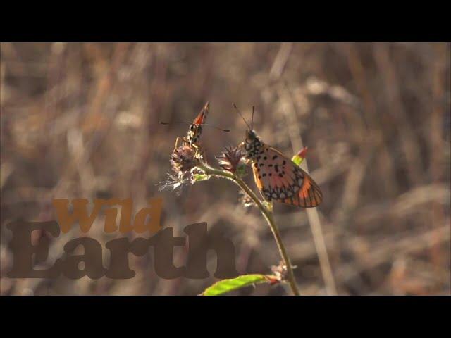 WildEarth - Sunset - 28 June 2021