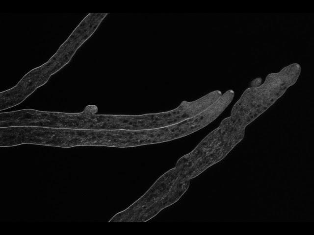 Hyphal growth and branching 01