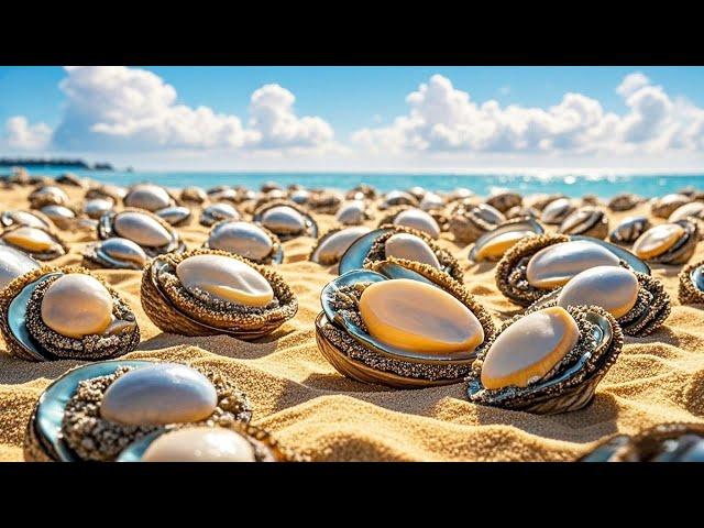Get rich! Xiao Zhang goes to the sea to pick up mysterious giant conchs! Catch all the treasures