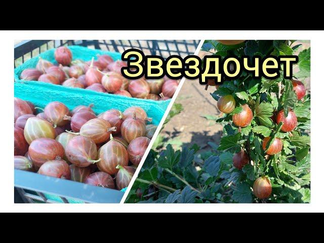 Крыжовник Звездочет. Первое плодоношение