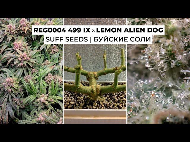 499 IX x Lemon Alien Dog | Suff Seeds | Буйские соли | 1,85 гр/вт