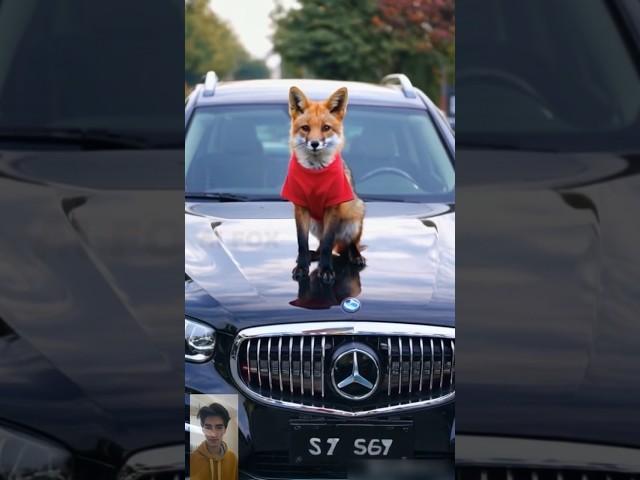 Fox in red on the hood of a Benz.  ️. # #ai #fox #video #animals #redfox #shortvideo #car #benz