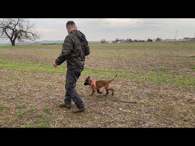 KÖPEKLERİMİ NASIL EĞİTİYORUM VE EN ÇOK SORULAN SORUYA CEVAP VERDİK 