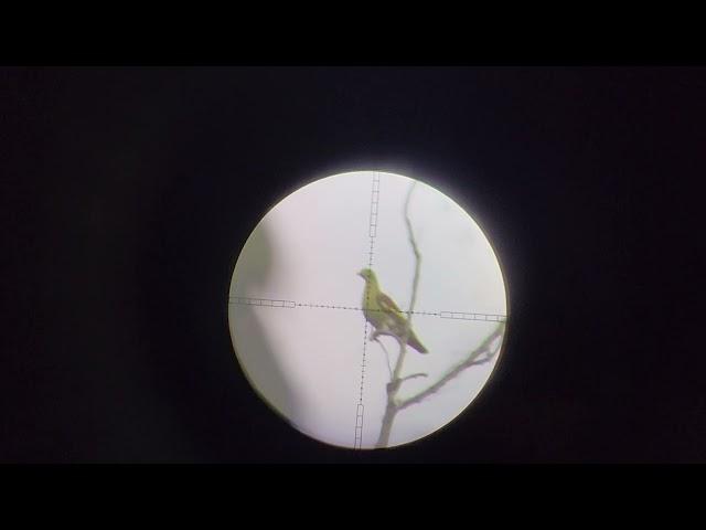 the sniper in birds slug 23 gr  14, 2024