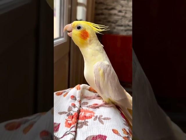 Parrot Singing Song Soo Sweet Sound  #shorts #parrot #short