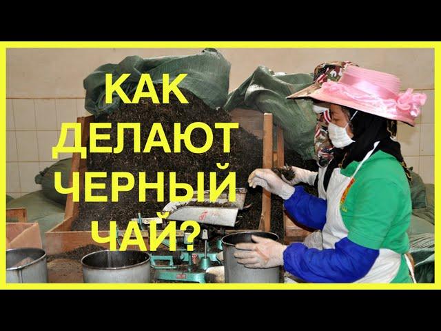 Как делают черный чай? | Технология производства черного чая | Чайгород