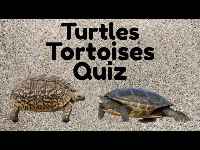 Turtles Tortoises Quiz, Do You Know The Differences? Trivia, Challenge