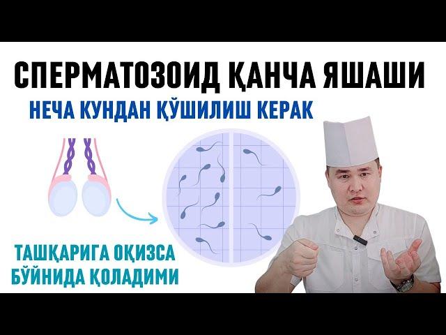 ЭРКАК УРУҒИ ЯШОВЧАНЛИГИ, БОЛА ҚИЛИШГА НЕЧА КУНДАН АЛОҚА ҚИЛИШИ КЕРАК, ТАШҚАРИГА ОҚИЗСА БОЛА БЎЛАЛИМИ