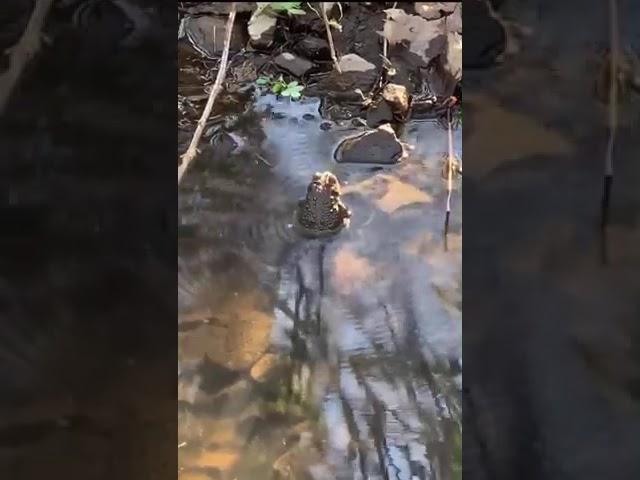 Frog vibrating water by making noise