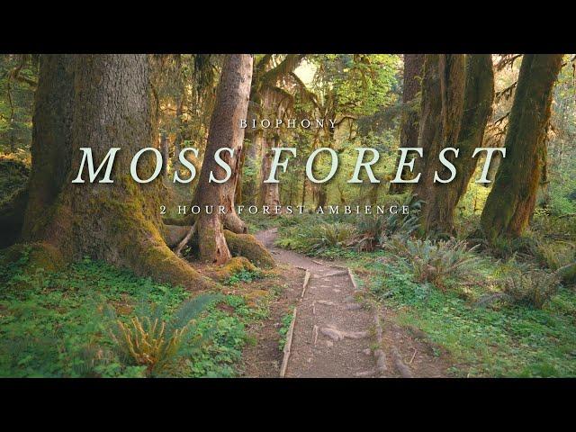 Hoh Rainforest | 4K virtual forest walk | moss forest | relaxing nature sounds | background ambience