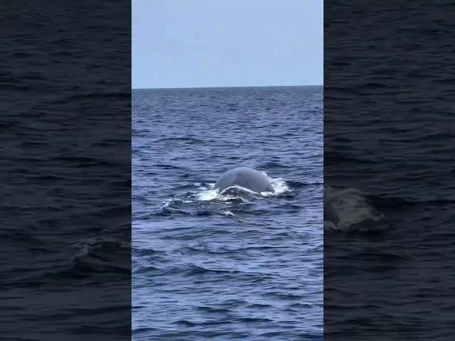 Hello Mister Fin Whale!  ! Video by @oceanluvr4ever (filmed last week)