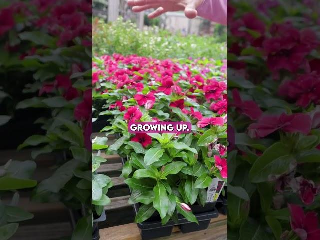 Vinca Flowers