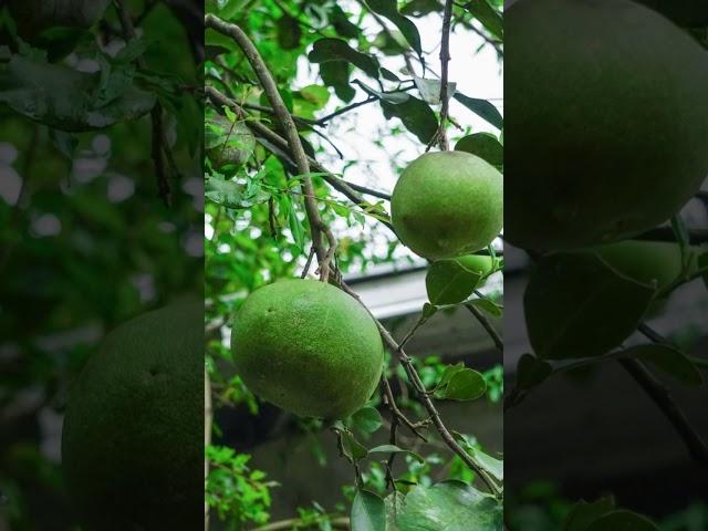 The world's largest citrus fruit is the pomelo