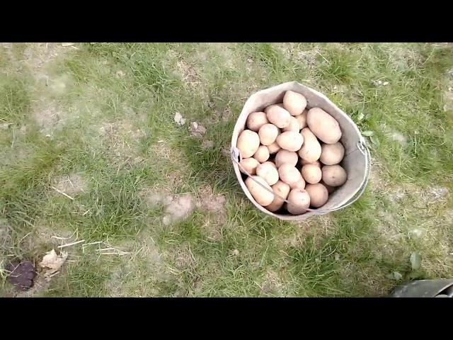 Картофель на саломе. тёплая грядка эксперимент