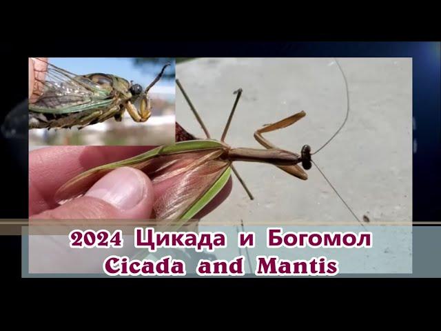 2024 CICADA and MANTIS. Erie, Pennsylvania.