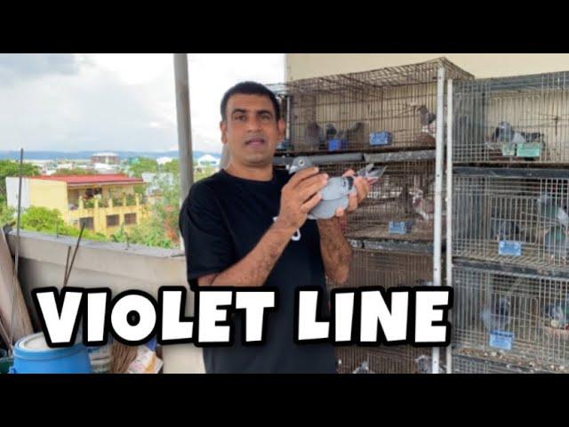 SA KALAPATI NA ITO NAGMULA LAHAT NG PRODUCER NI MASTER POGI |Reggie Cruz Loft & Aviary #pigeon