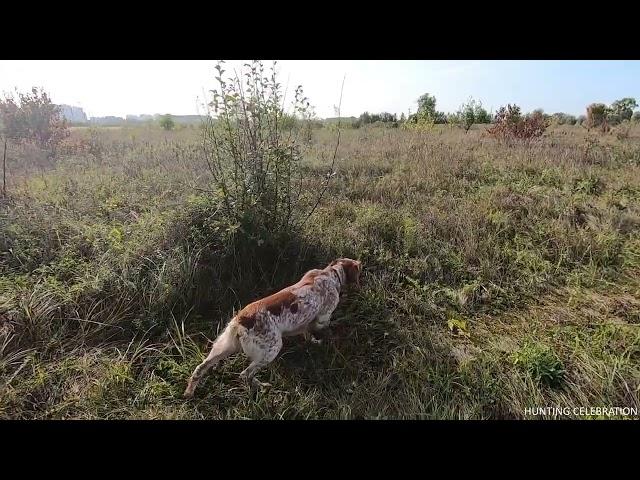 Kennel Epagneul Breton HUNTING CELEBRATION Part II 03.10.23