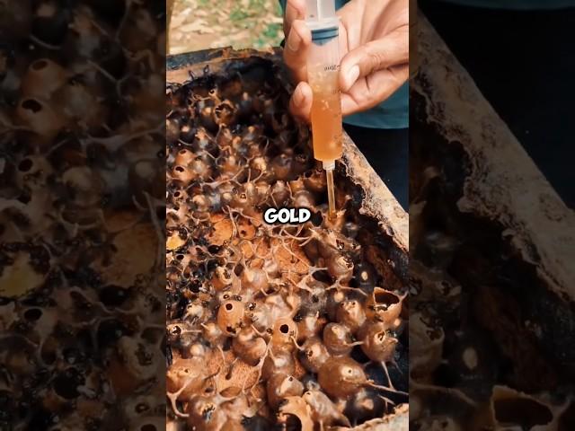 This Bee Can't Sting, But... WOW!