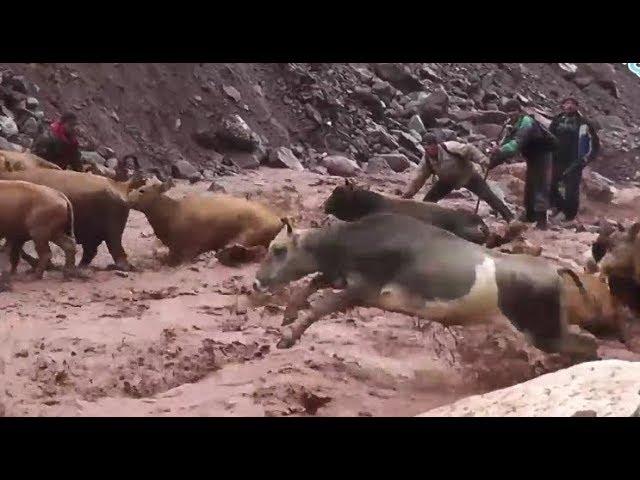 Animals transition through a dangerous river.  дар рузи борони сел. Tajikistan