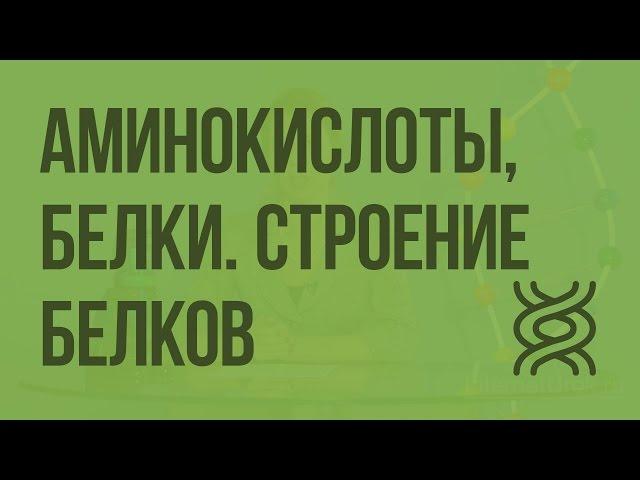 Аминокислоты, белки. Строение белков. Уровни организации белковой молекулы. Видеоурок по биологии 10