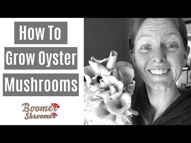 How to Grow Oyster Mushrooms in a Monotub