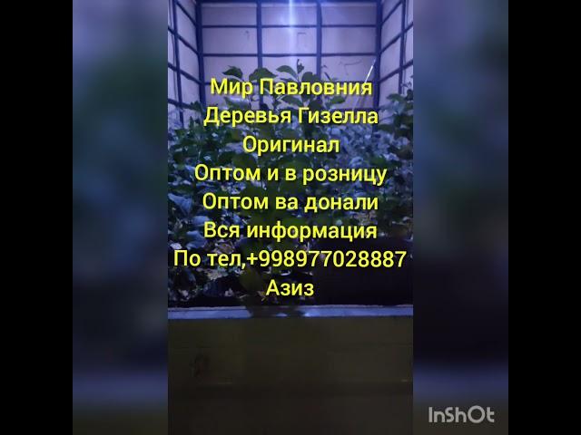 Мир Павловния в Ташкенте