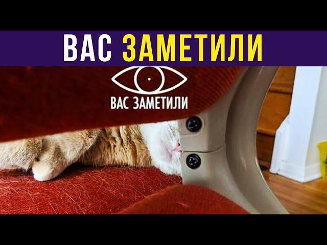 Приколы. ВАС ЗАМЕТИЛИ | Мемозг #340