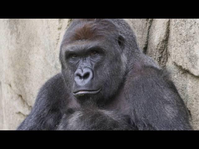 A TRUE FRIEND -- RIP HARAMBE (TRIBUTE SONG)