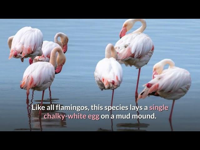 Greater Flamingo  Description, Characteristics and Facts