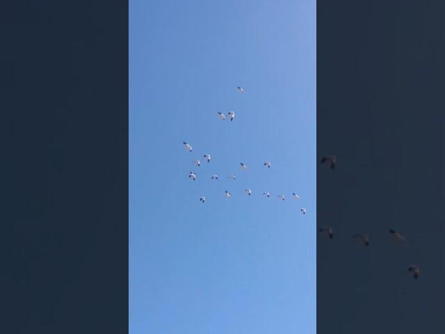 Исчезающих белых журавлей сняли в небе над Приамурьем
