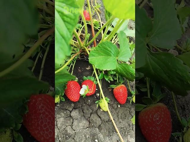 Долгожданная  ПЕРВАЯ И СВОЯ  #эленку
