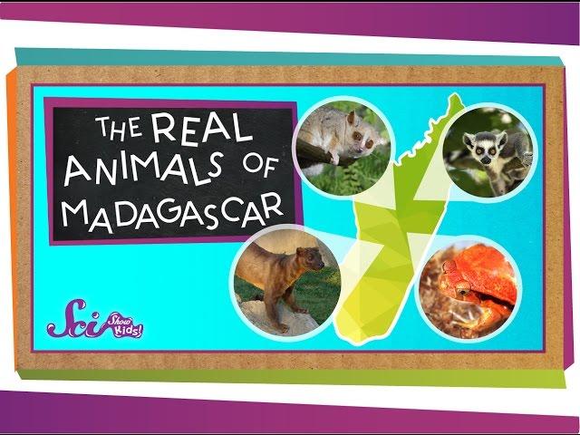 The Real Animals of Madagascar | Animal Science for Kids