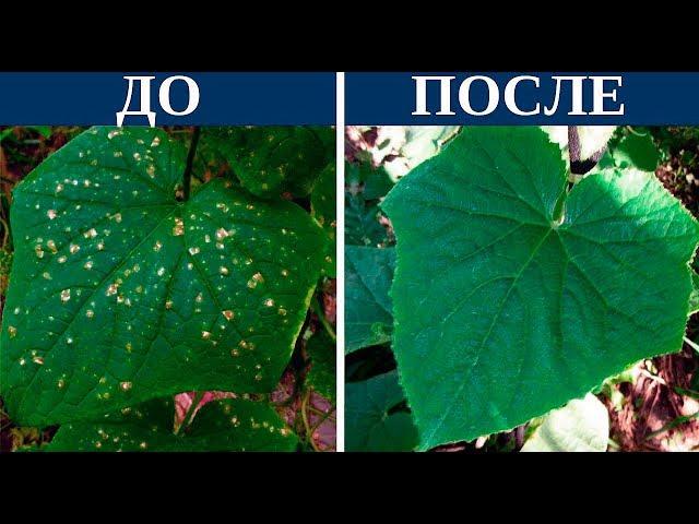 Как легко избавиться от желтых пятен на огурцах