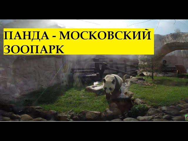 Панда в Московский зоопарк