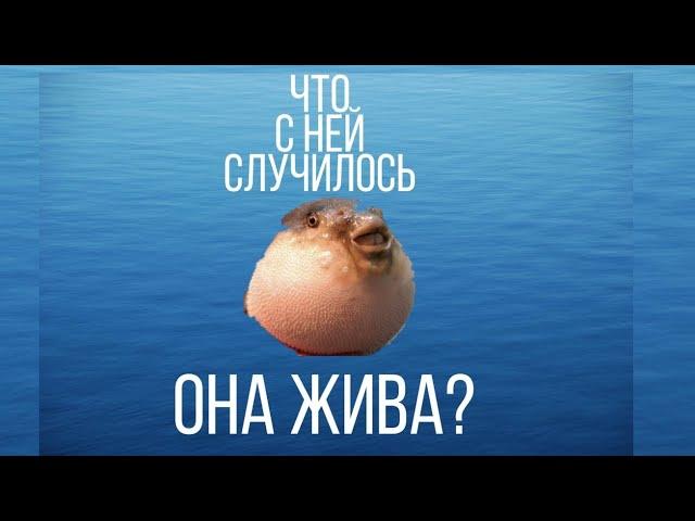 Что случилось с рыбой фугу meme