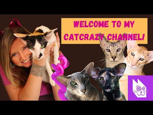 Welcome to My CatCrazy Channel on YouTube, which is ALL About Cats!