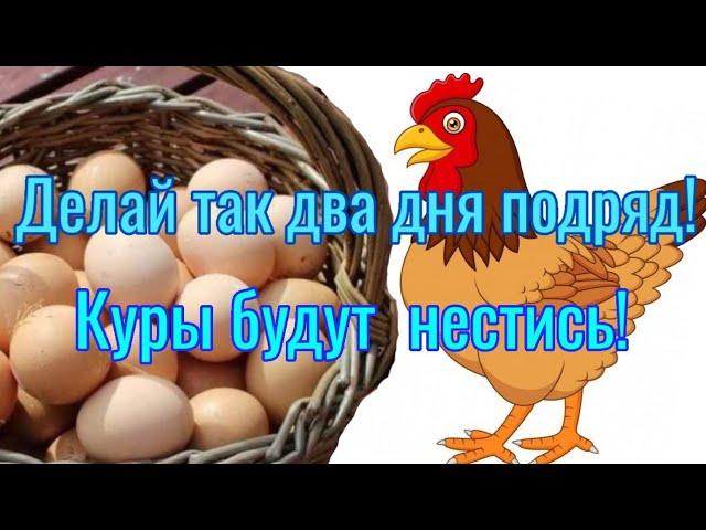 Делай так два дня подряд! Ваши куры будут нестись всегда! Чем проглистовать кур несушек?