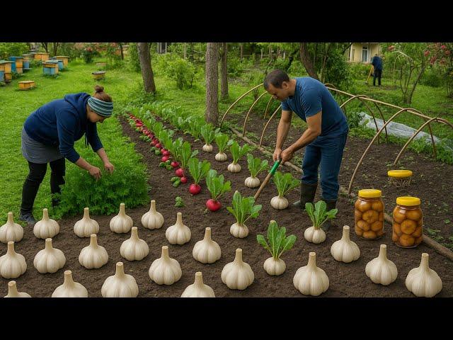 AZERBAIJAN Rural Life - Woman Harvests Fresh Garlic and Preserves It in Vinegar