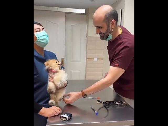 pomeranian dog scared of injection