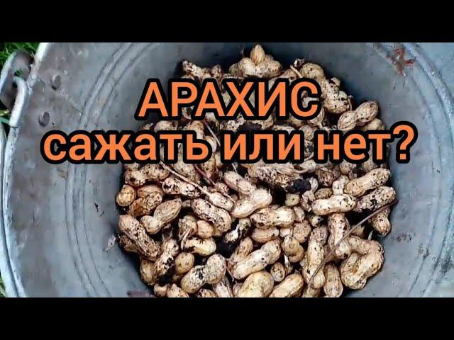 Эксперимент с арахисом